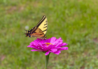 Fototapeta na wymiar butterfly sitting on a flower