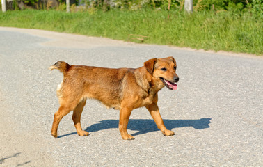 Cute female stray dog crossing the road.