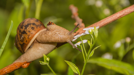 Макросъёмка цветов и улиток
