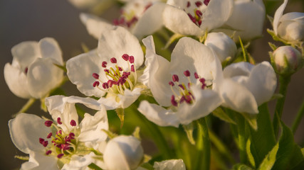 Obraz premium Макросъёмка цветов и улиток