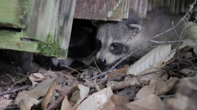 two baby raccoons peer out from under a log