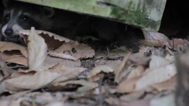 baby raccoon hiding under a log