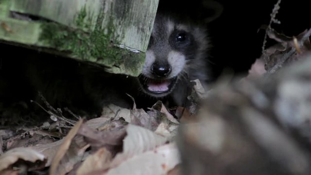 baby raccoon hides under a log