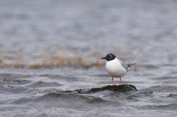 Mouette atricille