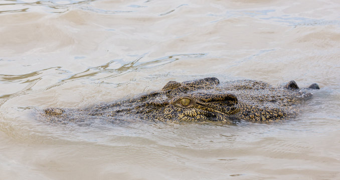 Crocodile close up in river in Kakadu, Australia