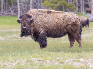 North American Bison - Yellowstone