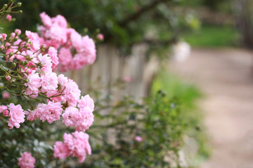 Pink beautiful rose in the garden