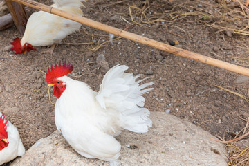 Bantam white color
