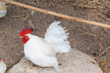Bantam white color
