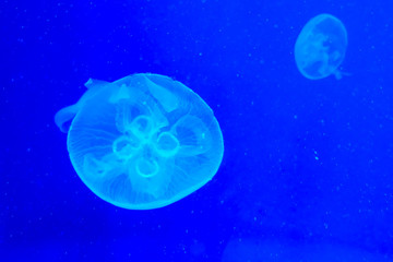 Naklejka na ściany i meble Jellyfish in the water with a blue light.