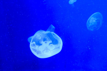 Naklejka na ściany i meble Jellyfish in the water with a blue light.