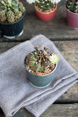 Beautiful blooming cactus flower on grey fabric and wood table