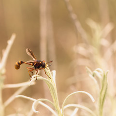 Thick-headed Fly Macro