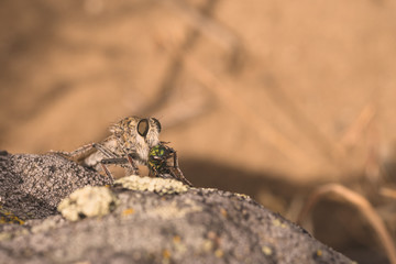 Robber Fly Eating its Prey