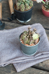 Beautiful blooming cactus flower on grey fabric and wood table