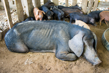 Black pig mother with her babies