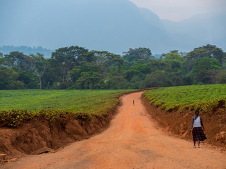 piantagione di tè in Malawi
