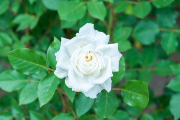 バラの花, 一輪