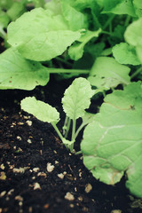 Chinese cabbage in garden