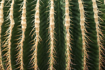 サボテンのテクスチャ