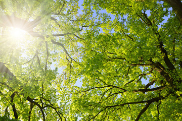 Lush green spring branches of oak tree with sunlight. Nature background.