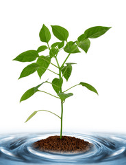 Young plant growing from soil isolated on white background