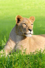 Female lion lying in the grass