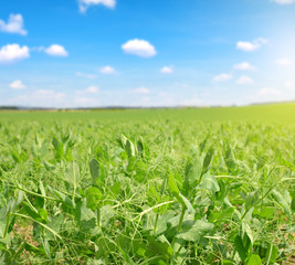Obraz premium Pea field in sunny day.