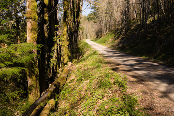Fire Road North Cascade Mountains NF-22 Nationa Forest
