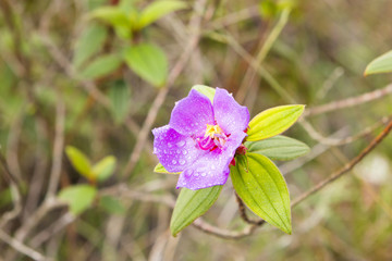 Fototapeta premium Osbeckia stellata Ham tropical plants purple shrubs.