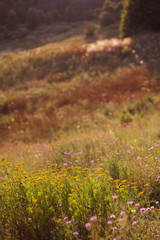 summer colorful herbaceous meadow with flowers. Summer scene