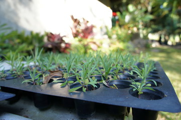 Closeup tiny young planting with soil  in black tray