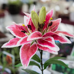 Top view of a beautiful flower