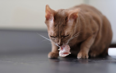 Naklejka premium Red cat eats.