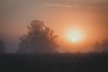 Fototapeta na wymiar Large sun rises in mist in the trees. Early autumn