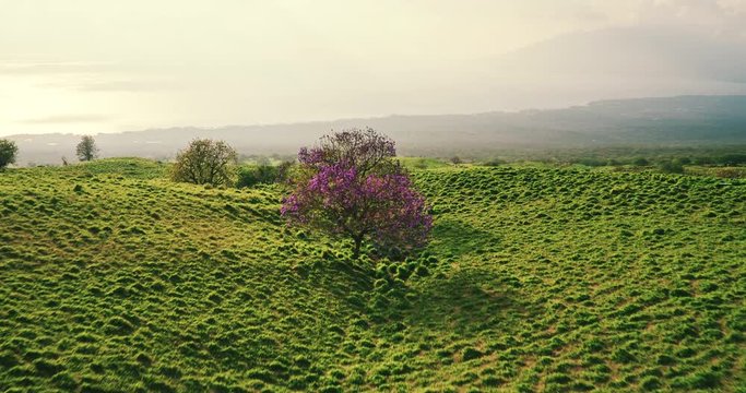 Countryside sunset, aerial view flying over green grassy hills and flower trees