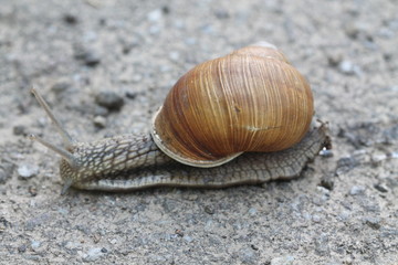 Snail on stone with green plants