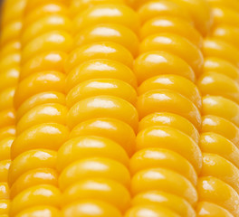 ripe juicy boiled corn closeup