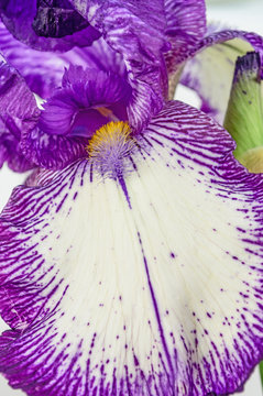 Purple iris flower closeup