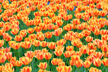 Carpet of scarlet tulips