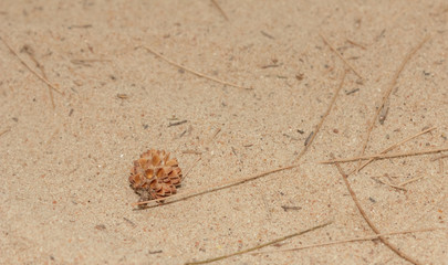seeds of pine on the beach