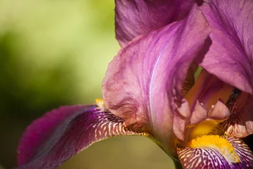 Zelfklevend Fotobehang Floral nature background with purple iris flower © natalypaint