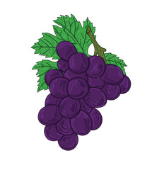 Fototapeta premium Vector art fresh grape on white background.