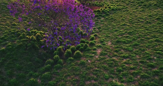 Countryside sunset, aerial view flying over green grassy hills and flower trees