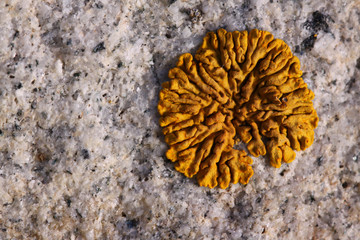 rock lichen