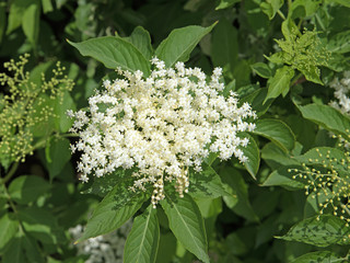 Holunderblüten, Schwarzer Holunder, Sambucus nigra