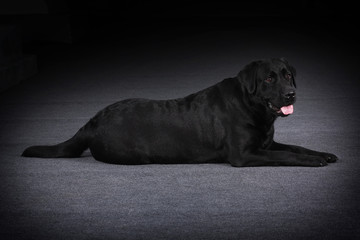 relaxed black dog Labrador Retriever