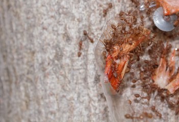 Ant to taken shrimp shell as food