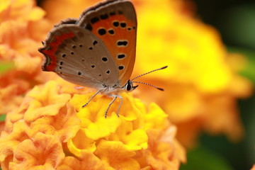 ランタナノ花の蜜を吸うベニシジミ