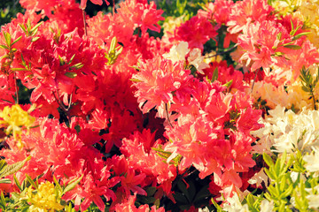 Naklejka na ściany i meble Rhododendron flowers in the garden